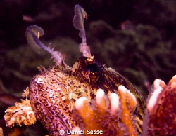 A curious Common Lionfish by Daniel Sasse 